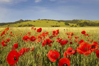 Red poppies on field against sky