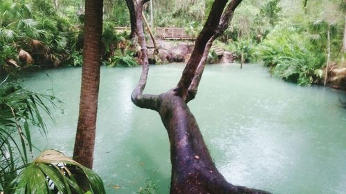 Close-up of tree by lake