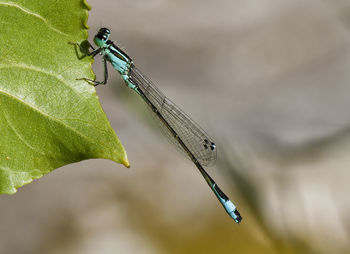 Close-up of damselfly on leaf