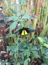 Close-up of butterfly on plants