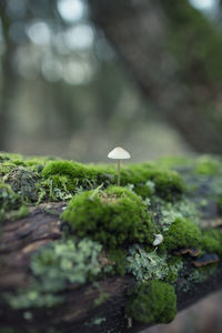 Close-up of mushroom growing on moss