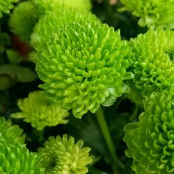 Close-up of fresh green flowering plant