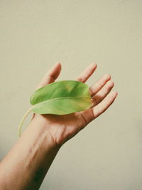 Close-up of hand holding leaf over white background