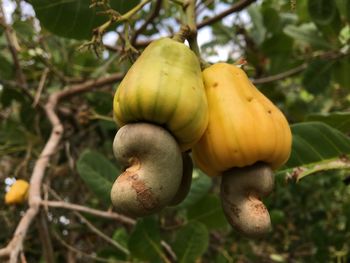 Close-up of fruit growing on tree