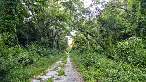 Dirt road amidst trees in forest