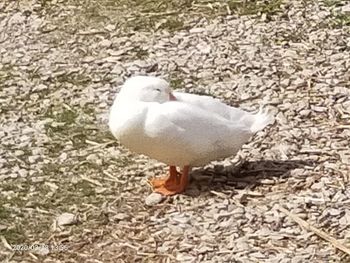 High angle view of bird on field