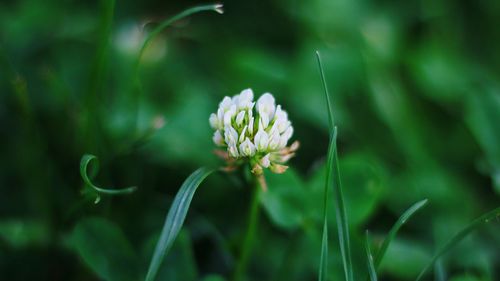 Close-up of flowering plant on field