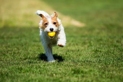 Dog carrying yellow ball on grass