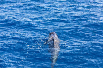 View of turtle swimming in sea