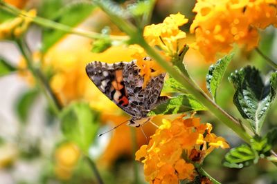 Close-up of butterfly pollinating on yellow flower