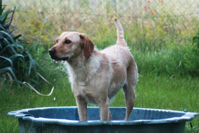 Dog standing in grass