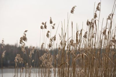 Wheat growing on field against clear sky