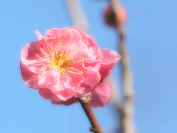Close-up of pink cherry blossom