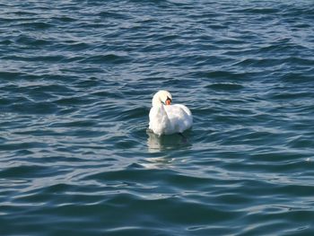 High angle view of swan swimming in sea