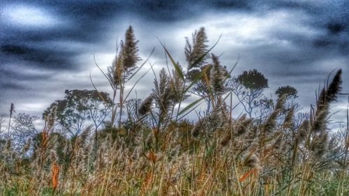 Low angle view of grass on field against sky