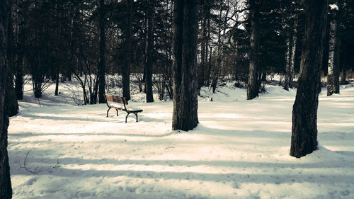 Trees on snow covered field