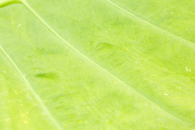 Full frame shot of green leaves