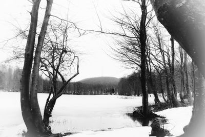 Bare trees on snow covered land against sky