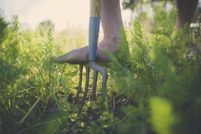 Low section of man using gardening fork at community garden