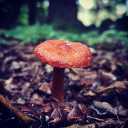 Close-up of fly agaric mushroom on field