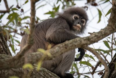 Portrait of monkey sitting on tree