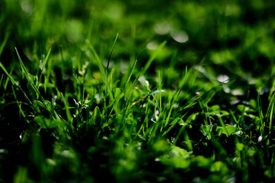 Green lawn