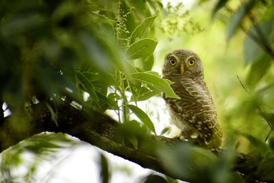 Bird perching on a plant