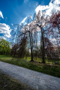 Road by trees against sky