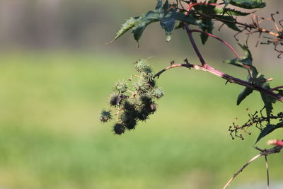 Close-up of tree branch