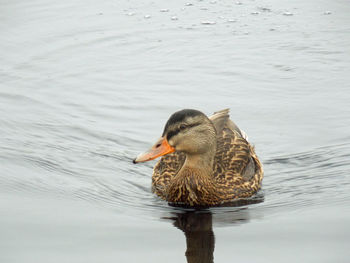 Close-up of mallard duck swimming on lake