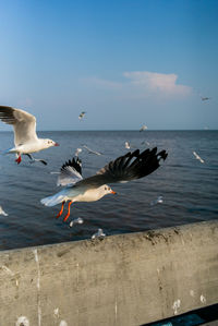 Seagulls flying over sea against sky