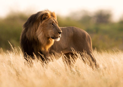 Lioness running on field