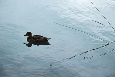 High angle view of birds swimming in lake