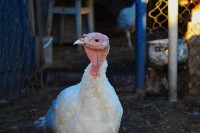 Portrait of little turkey bird on farm