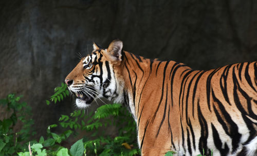 Tiger walking and staring a ferocious beast