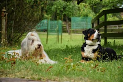 Swiss mountain dog and bearded collie resting on grassy field in park