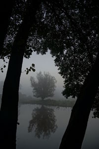 Low angle view of silhouette trees against sky
