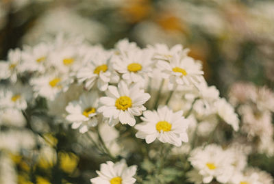 Close-up of white daisy flowers