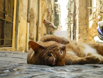 Surface level of cat lying in alley