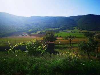 Scenic view of field against sky