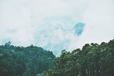 Panoramic view of trees against sky