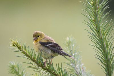 Close-up of bird perching on plant