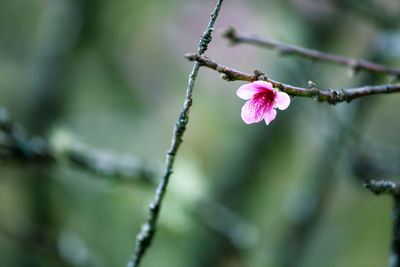 Close-up of pink flowering plant