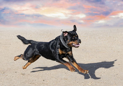 Portrait of dog standing at beach