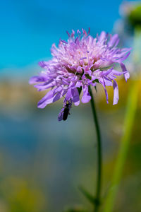 Close-up of insect on pink flower