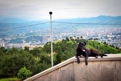 View of dog on mountain against sky