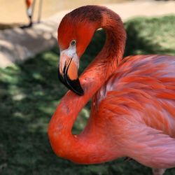 Close-up of flamingo