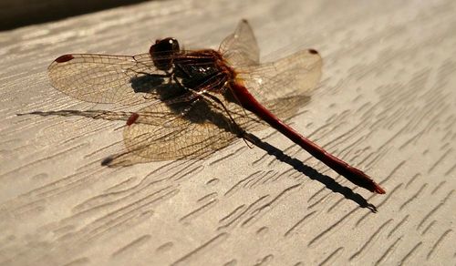 Close-up of insect