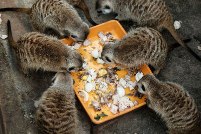 High angle view of cat eating food