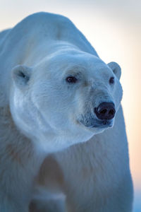 Close-up of polar bear standing lifting head